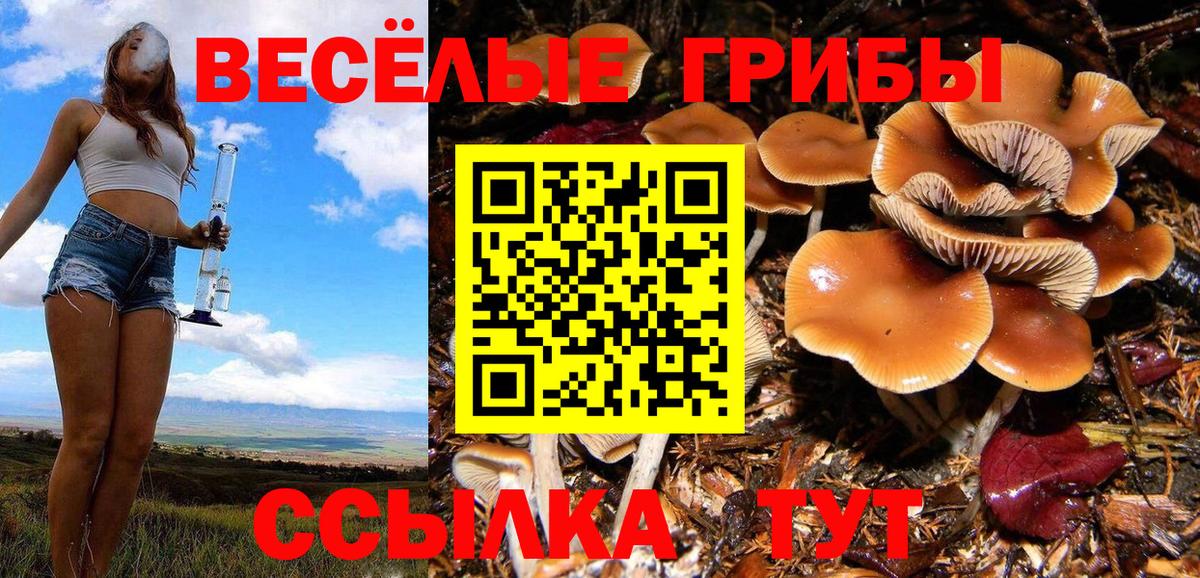Галлюциногенные грибы Psilocybe Приморско-Ахтарск